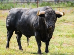 Almenara presenta un cartell taurí per a les festes patronals amb bous de ramaderíes gaditanes