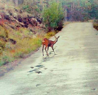 La guarderia del Consorci riu Millars localitza un cabirol a la ruta botànica del Paisatge Protegit
