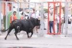 La penya taurina 'Aficionades la bou' patrocina el bou del dimarts de festes