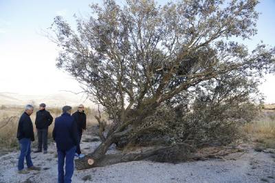 Les Rossegades emocionan en Albocsser