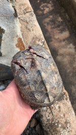 El Consorci gestor del Paisatge Protegit de la Desembocadura del riu Millars recupera una tortuga de rierol atropellada per un automòbil
