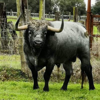 Un toro 'estrella' para homenajear a los aficionados al 'bou al carrer'