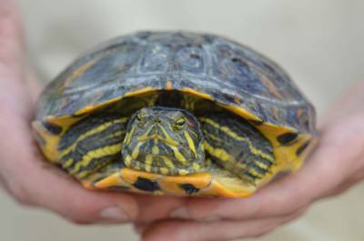 El Consorci del Paisatge Protegit de la Desembocadura del riu Millars inicia la campanya de seguiment i control de tortugues