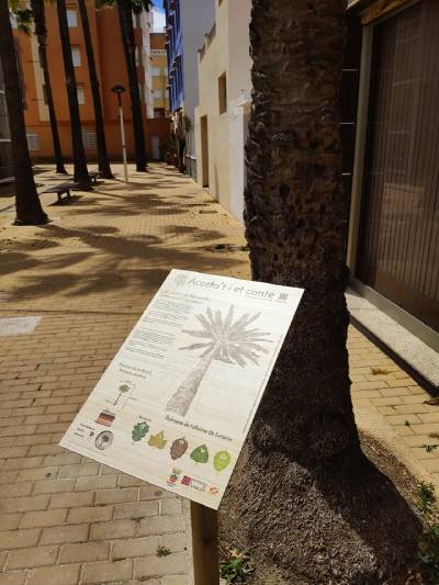 Moncofa pone en valor sus palmeras centenarias