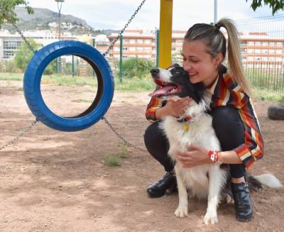 El PSPV-PSOE propone la creación de una red de comercios y bares en los que los perros sean bienvenidos