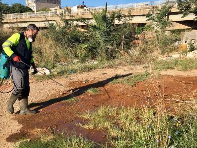 Betxi incorporarà 20 treballadors agraris a partir de juliol per combatre el mosquit tigre