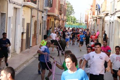 Les Alqueries sienta las bases del 'bou en corda' urbano