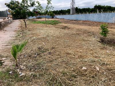 Betxí neteja els barrancs per combatre el mosquit tigre i evitar problemes amb la gota freda de la tardor
