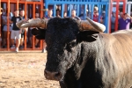 Els bous i el tardeo omplin d'ambient les festes de Xilxes