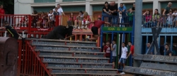les-vaques-de-miguel-parejo-a-festa-la-vila-2019