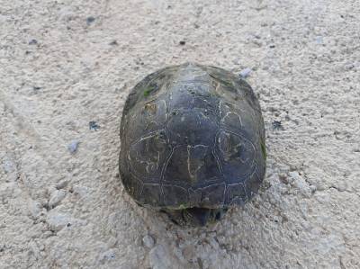 El Consorcio del Paisaje Protegido de la Desembocadura del ro Mijares finaliza la campaa de seguimiento y control de tortugas 