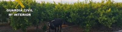 Almenara captura a la vaca huida