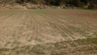 La cosecha de cereales en la Comunitat Valenciana es la peor de los ltimos 20 aos