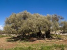 La cosecha de aceite de oliva en la Comunitat Valenciana ser un 53% inferior a la media