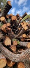 Acci Ecologista-Agr denuncia los graves incumplimientos en boscots de utilitat pblica en nguera