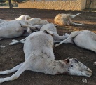 La Asociacin Valenciana de Agricultores denuncia la matanza de ovejas por lobos o perros asilvestrados