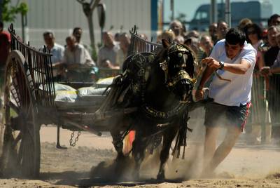 La Mayorazga acogió el concurso de 'Tir i arrossegament'