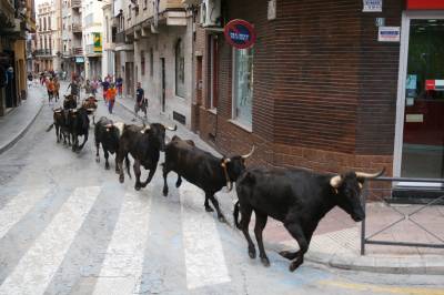 El encierro de vaquillas inicia los festejos taurinos.