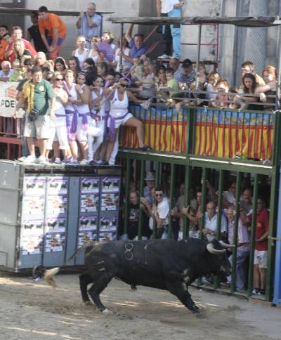 “Bourrianeres” se encarga del toro del día.