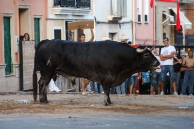 Arrancan las fiestas en honor a la Mercé de la Vall d’Uixó.