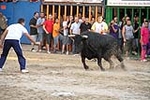 Un toro se accidenta y tiene que ser sustituido al romperse una pata