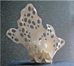 Fotografia /Gallery/38838_21307/1_M1.jpg