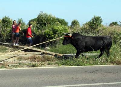 Santa Bárbara vibra con el 'bou en corda'
