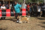 Concurso Canino Burriana