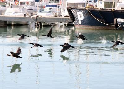 El Gecen presenta una denuncia ante la Fiscalía por la muerte masiva de aves protegidas