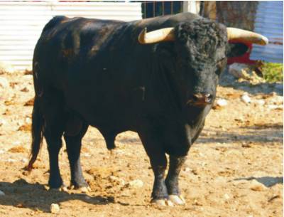 Un toro de Don Manuel González, para la peña “LAS CERVECITAS”