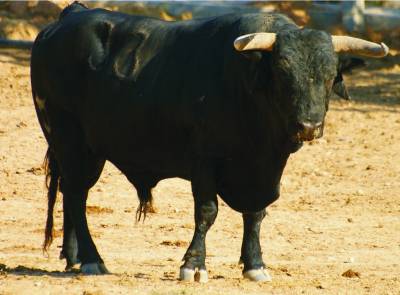 La PENYA DE PENYES exhibirá un toro de CARLOS NUÑEZ
