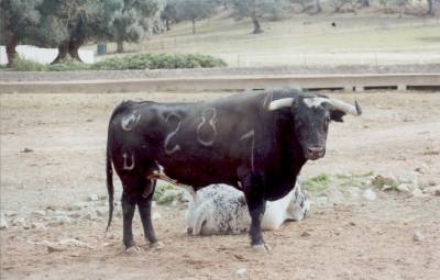 Dos toros de la penya ELS BRAUS para el 11 de septiembre