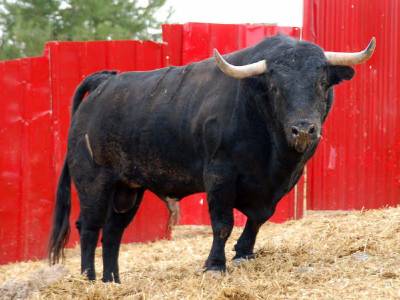 Un Buenavista para la peña Amics del Bou