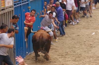 “Mosquero” y “Bellito” los primeros toros de las fiestas.