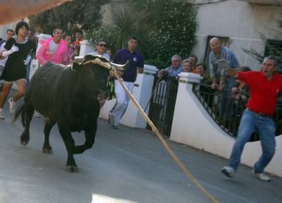 El tradicional 'bou en corda' agotó a todos