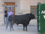 Arrancan los festejos taurinos en Figueroles