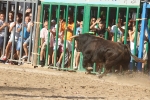 Va de bous patrocina el toro del martes