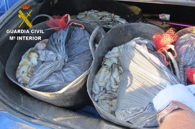 La Guardia Civil incauta 100 kilogramos de pulpo de roca extraído de forma ilegal