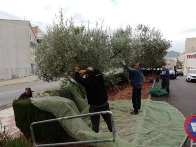 Almenara recol·lecta les olives de les oliveres dels parcs per a elaborar oli