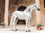 El palau-castell, plató fotogràfic per als millors cavalls del món