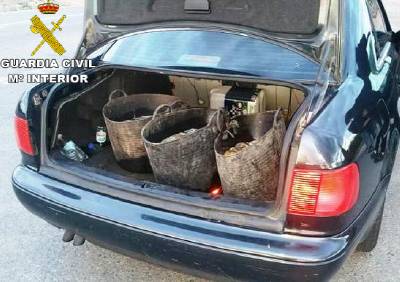 La Guardia Civil se incauta de 60 kilogramos de pulpo de roca en Burriana