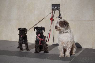 Onda se convierte en ciudad Pet friendly e instala argollas en los edificios municipales