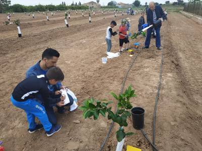 Almassora transmite la tradición citrícola a los más pequeños