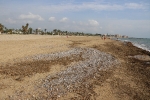 Burriana se olvida del mantenimiento regular de las playas