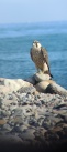 El Servici de Guarderia Rural localitza un falco peregr rtic en la desembocadura del riu Mijares