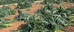 AVA-ASAJA pide medidas de apoyo tras los daos en cultivos de Castelln por el viento