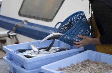 Diputacin de Castelln impulsa campaa para fomentar consumo de pescado local