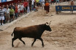 José Vicente Machancoses se proclama ganador del XXIII concurso de ganadería de 