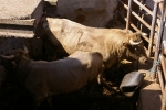 Dos toros de la ganaderia del Castell, cubrieron los actos taurinos de ayer